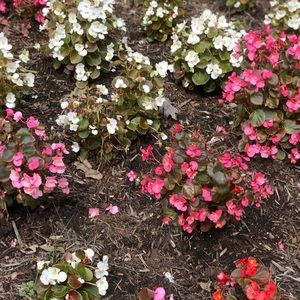 Meet your Posher, Francine